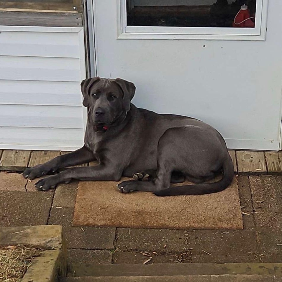 Bowser -- Community Post, a ADOPTABLE mixed breed in Floyd, VA image 4/5