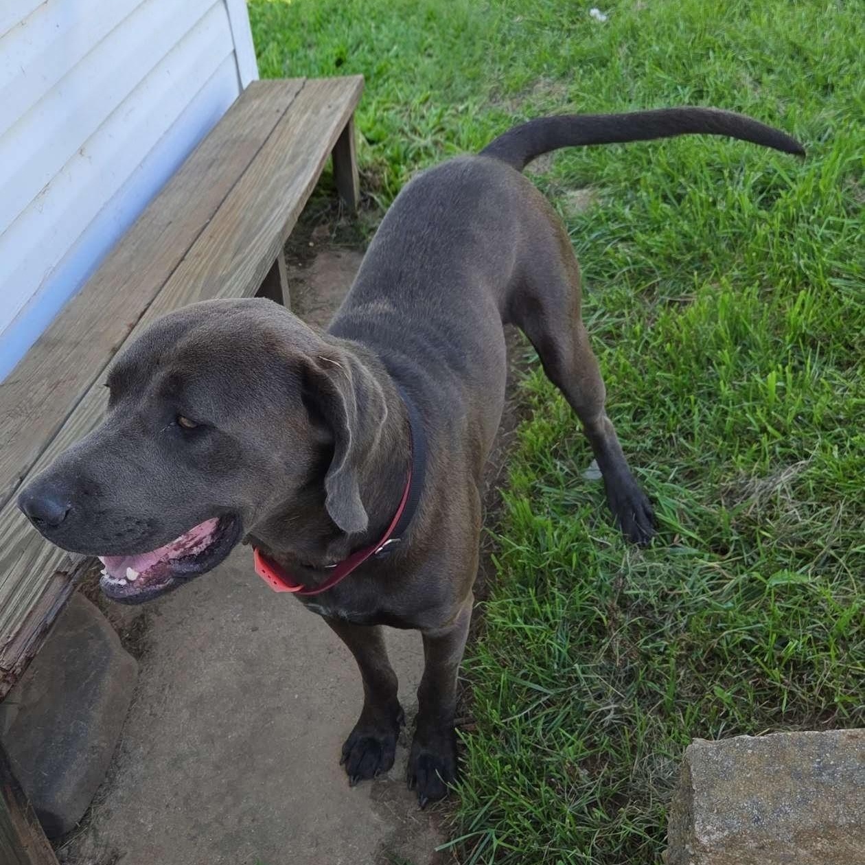 Bowser -- Community Post, a ADOPTABLE mixed breed in Floyd, VA image 2/5