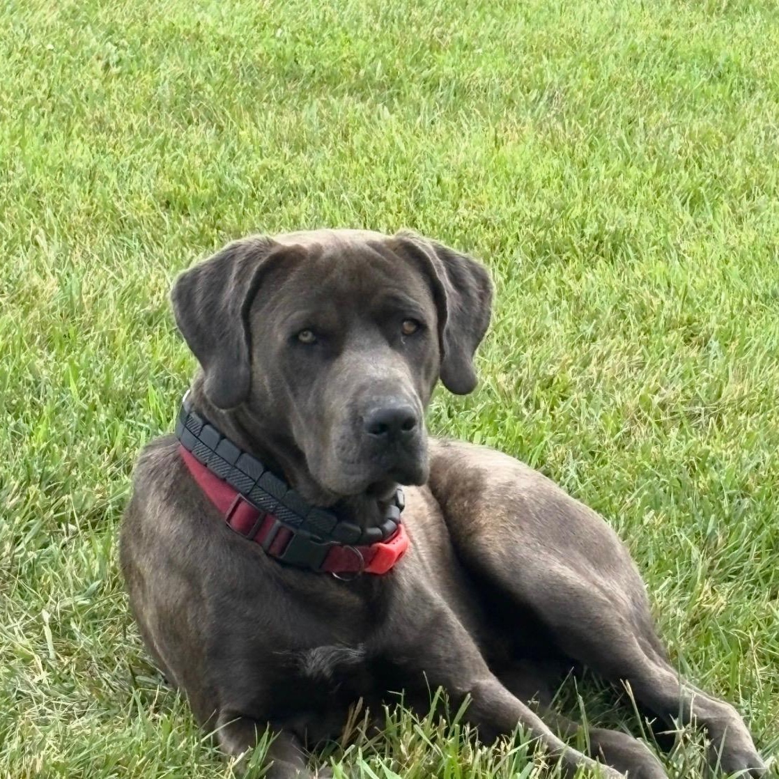 Bowser -- Community Post, a ADOPTABLE mixed breed in Floyd, VA image 1/5