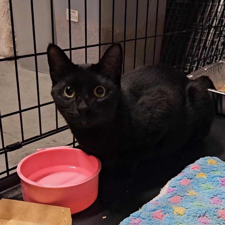 Enlarge Zelda, a Adoptable Domestic Short Hair in Port Neches, TX image 1/4