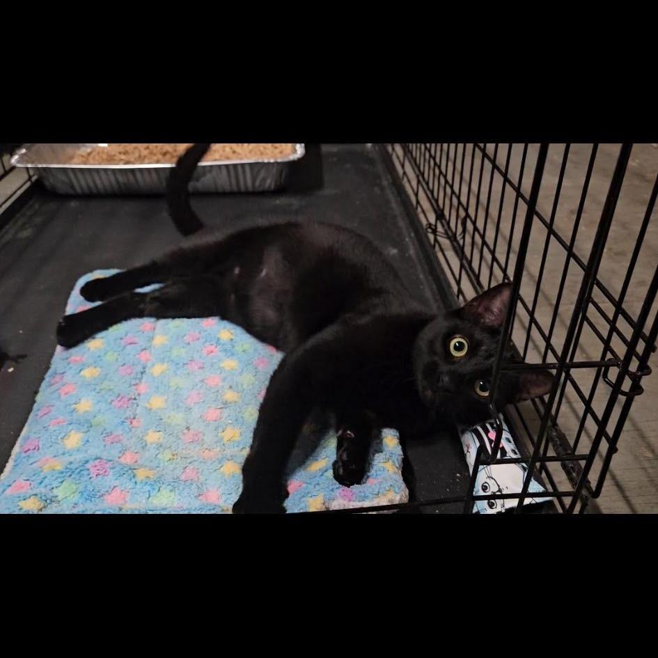 Enlarge Zelda, a Adoptable Domestic Short Hair in Port Neches, TX image 2/4