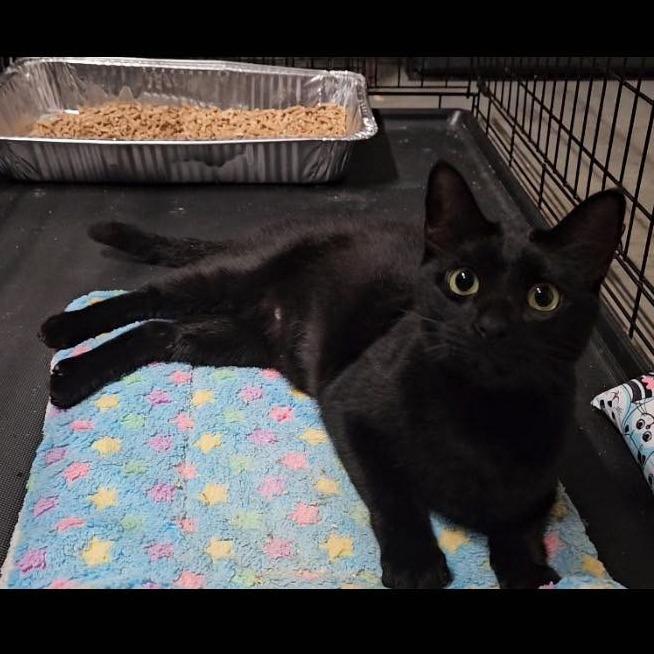 Enlarge Zelda, a Adoptable Domestic Short Hair in Port Neches, TX image 3/4