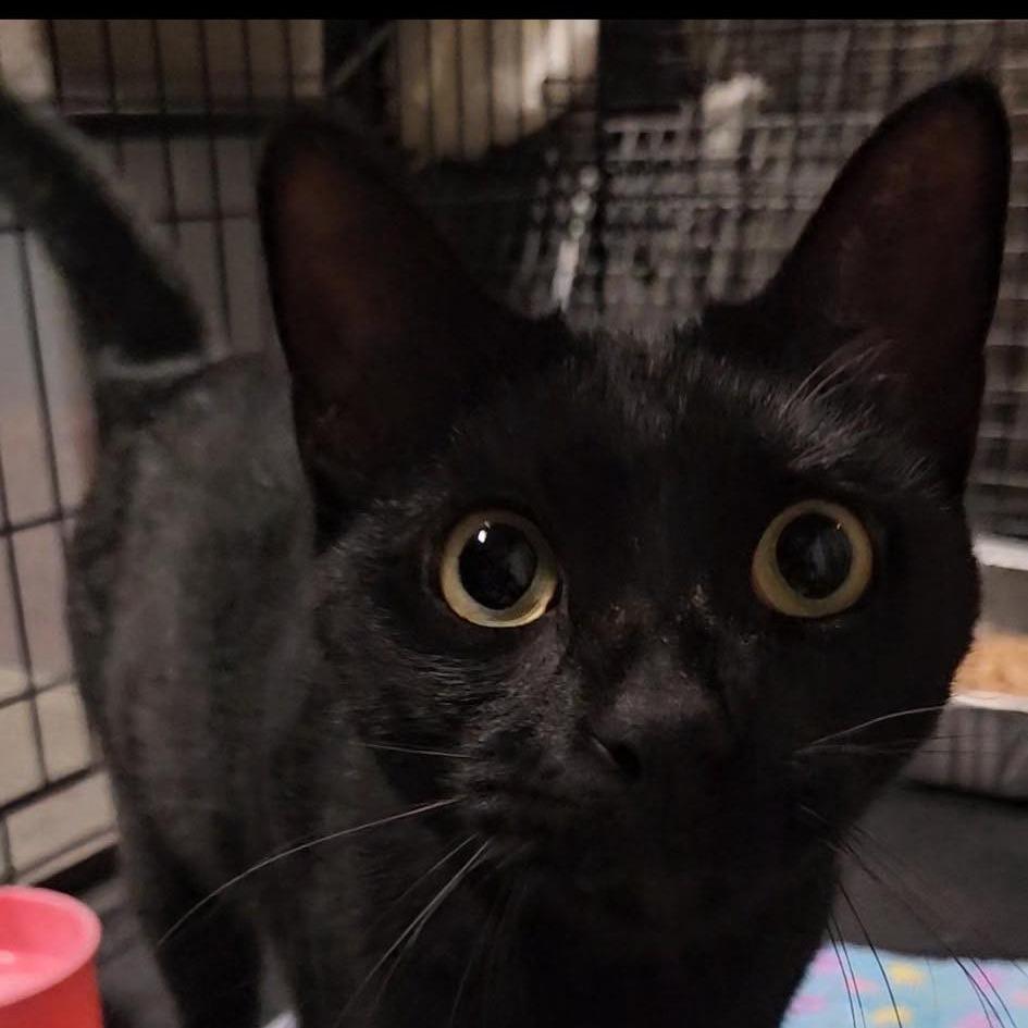 Enlarge Zelda, a Adoptable Domestic Short Hair in Port Neches, TX image 4/4