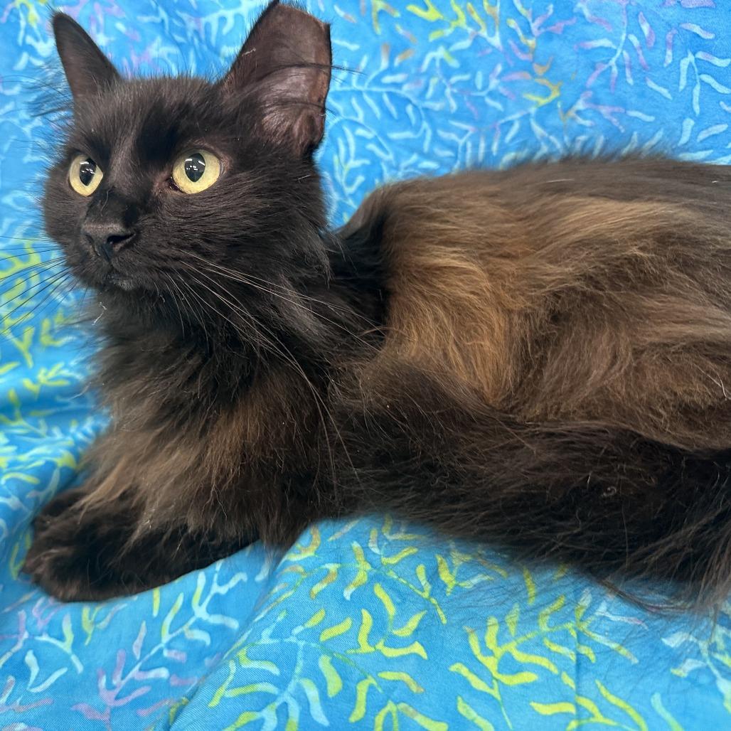 Princess, Adoptable, Adult Female Domestic Long Hair.