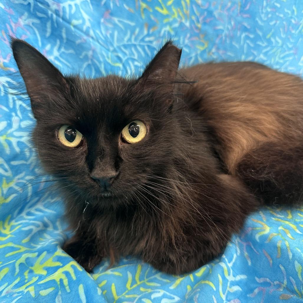 Enlarge Princess, a Adoptable Domestic Long Hair in Folsom, LA image 2/4