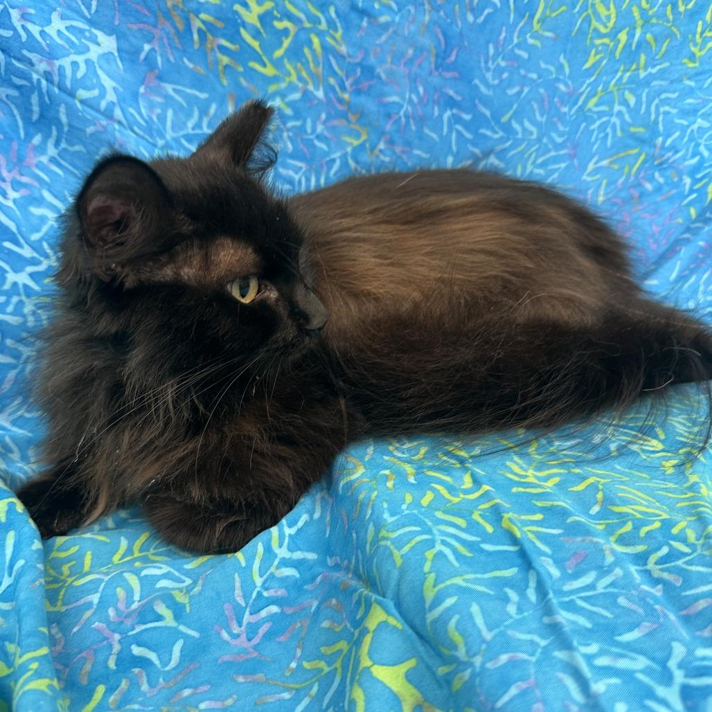 Enlarge Princess, a Adoptable Domestic Long Hair in Folsom, LA image 3/4