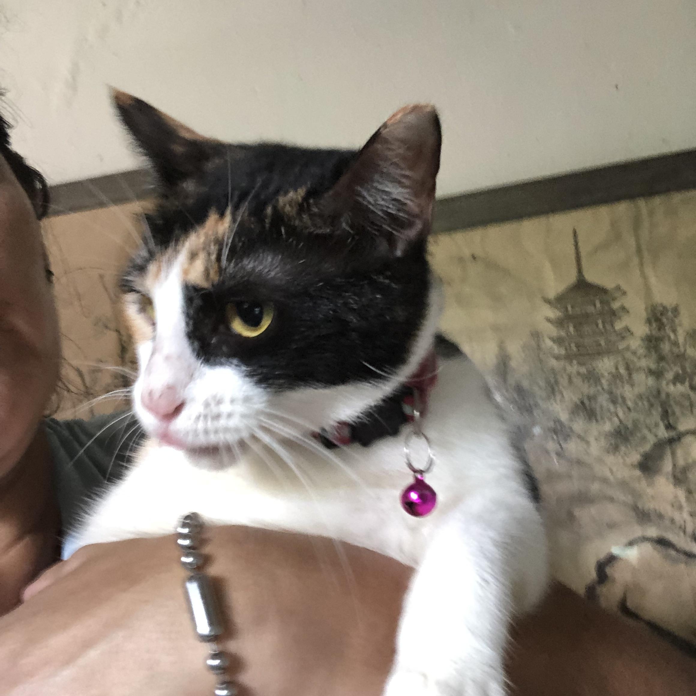 Sandía, a Adoptable Calico in Jacksonville, FL image 2/6