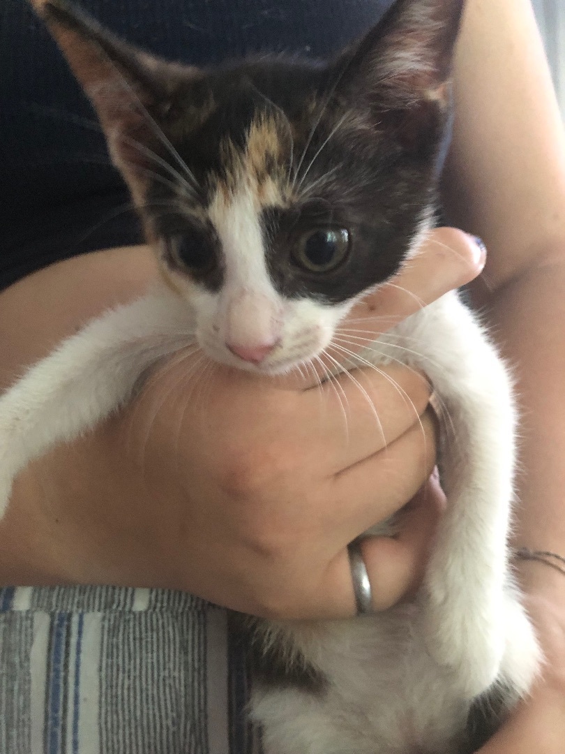 Sandía, a Adoptable Calico in Jacksonville, FL image 6/6