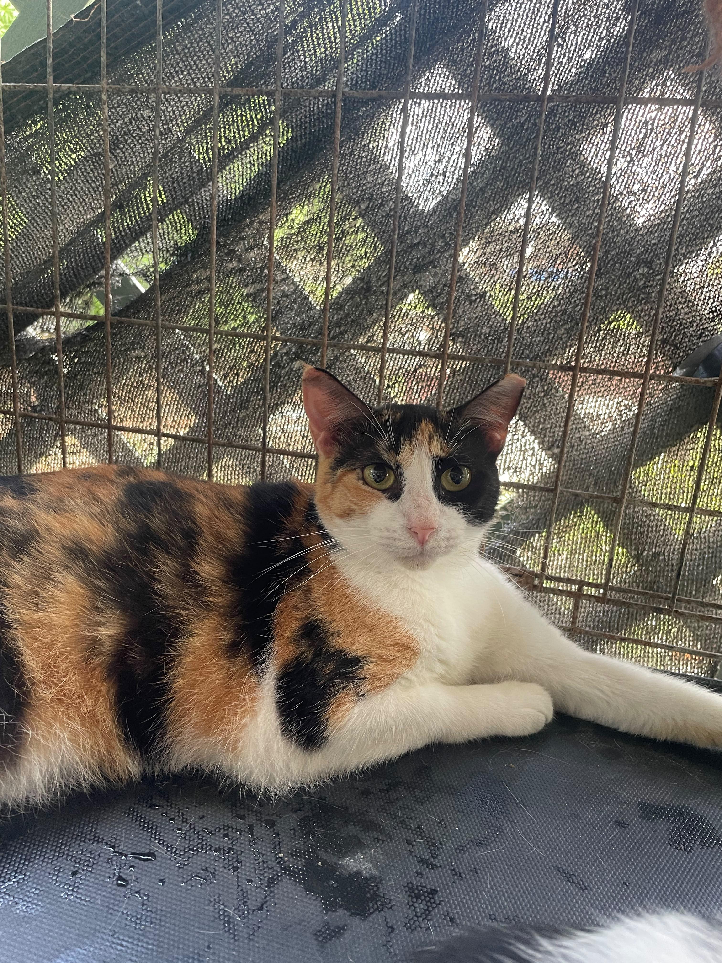 Sandía, Adoptable, Young Female Calico.
