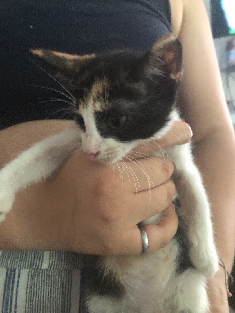 Sandía, a Adoptable Calico in Jacksonville, FL image 5/6