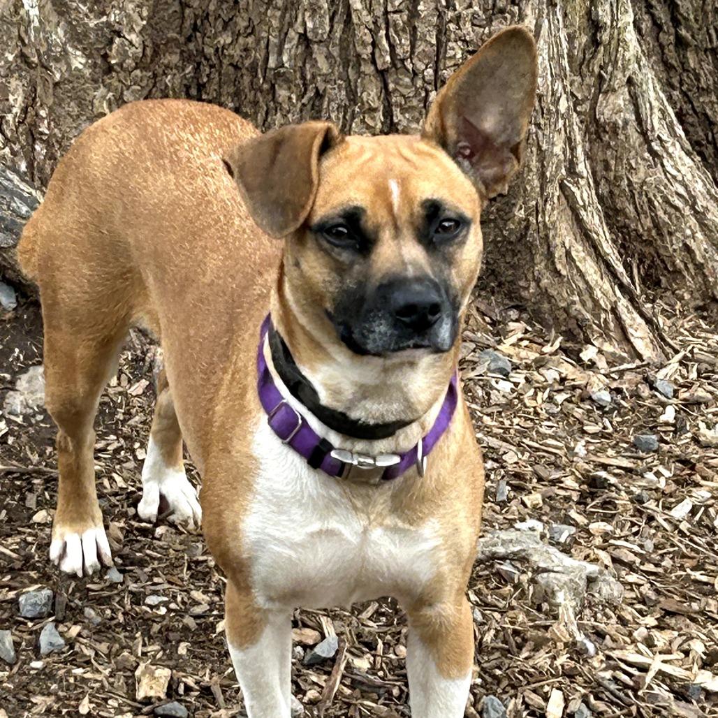 Smiley, Adoptable, Adult Female Mixed Breed.