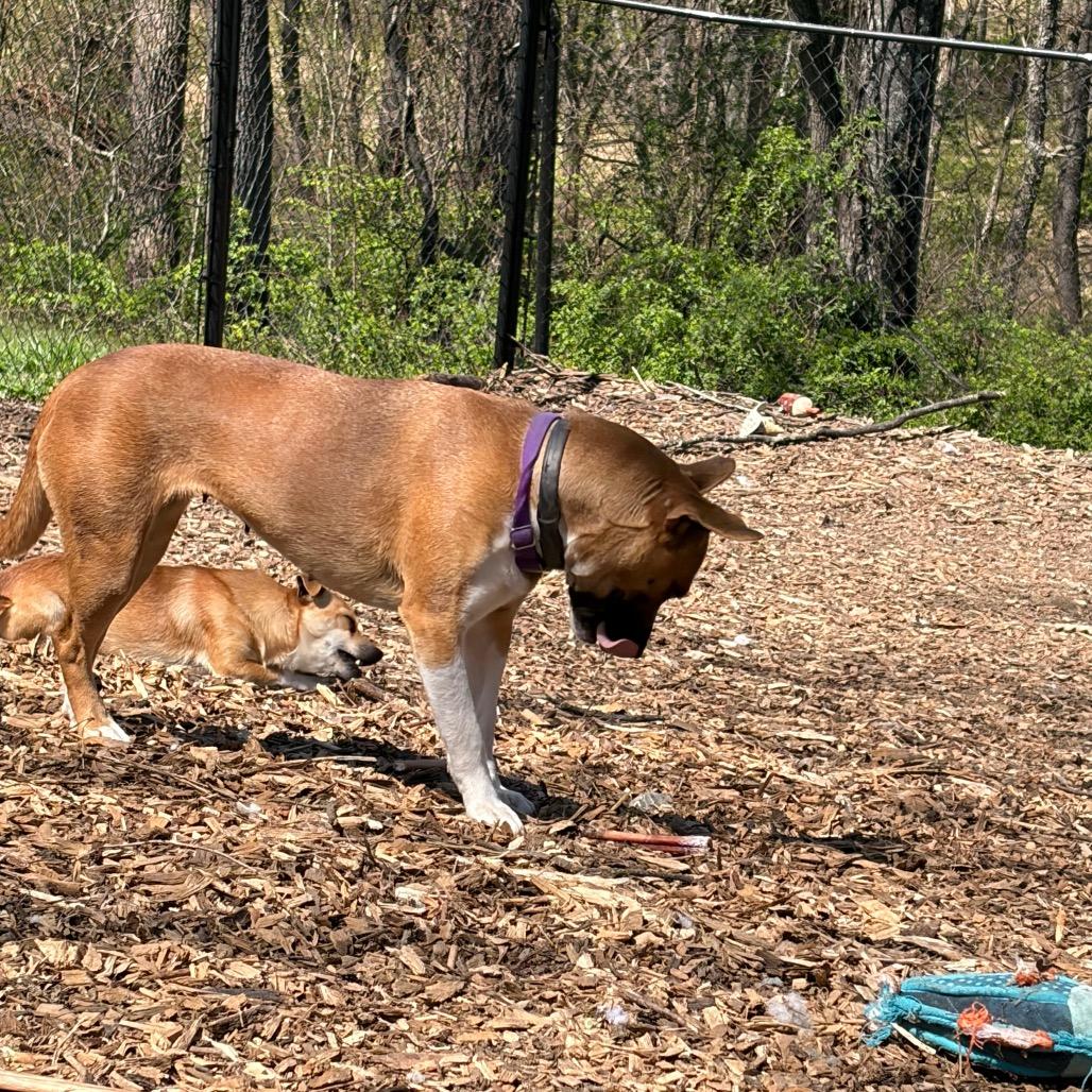 Enlarge Smiley, a Adoptable Mixed Breed in Rockville, MD image 2/5