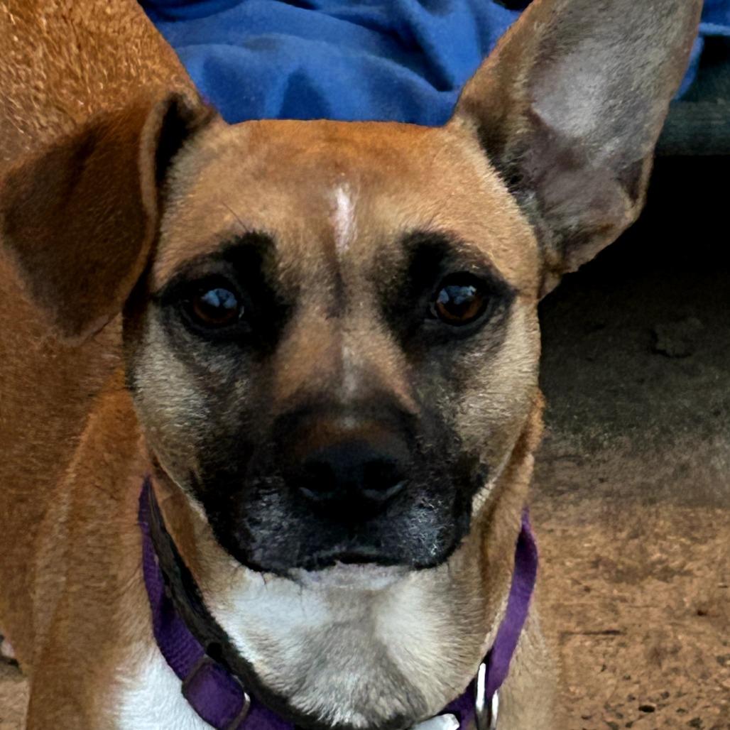 Enlarge Smiley, a Adoptable Mixed Breed in Rockville, MD image 2/3