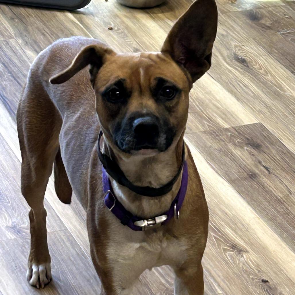 Enlarge Smiley, a Adoptable Mixed Breed in Rockville, MD image 3/3