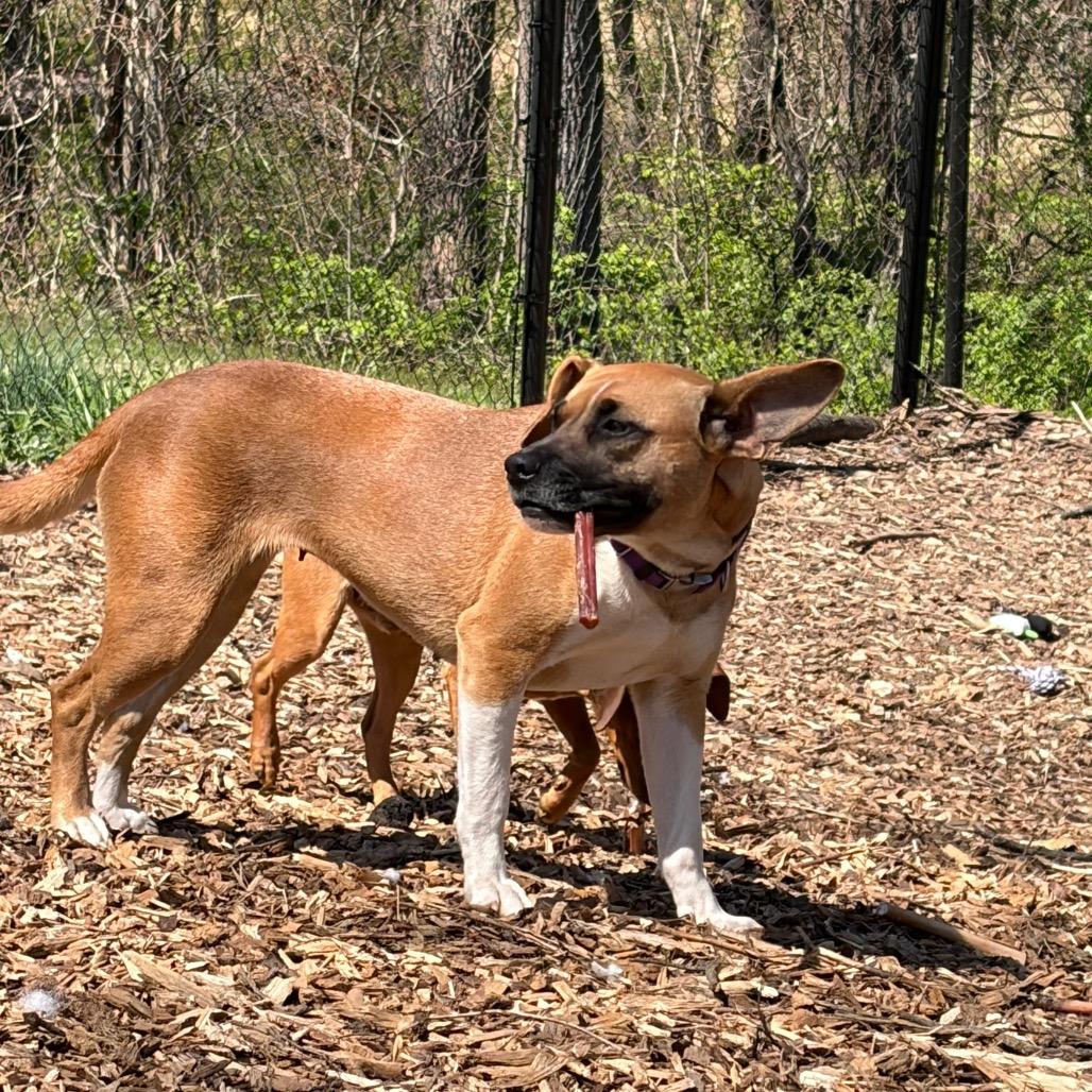 Enlarge Smiley, a Adoptable Mixed Breed in Rockville, MD image 5/5