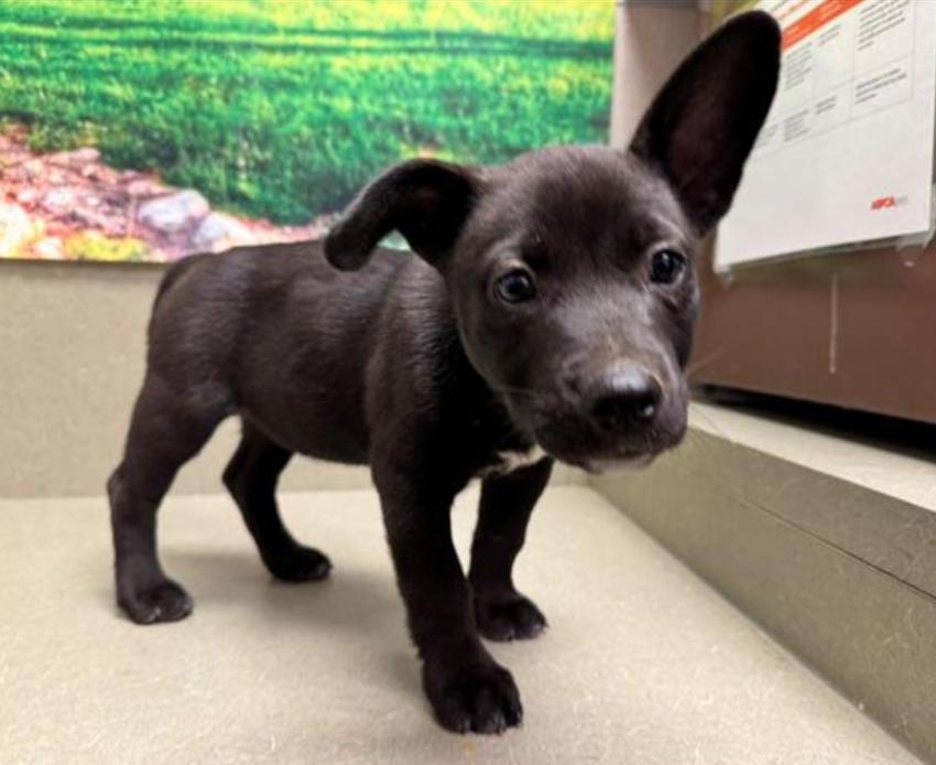 Adopt a puppy! Shelter is full - save a life! I'M SADIE