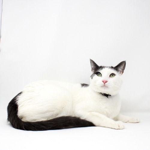 Aragorn, Adoptable, Kitten Male Domestic Short Hair.