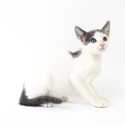 Enlarge Aragorn, a Adoptable Domestic Short Hair in Florence, AZ image 2/2