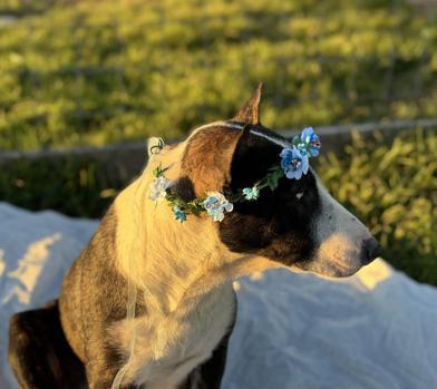 Riley — thumbnail 3