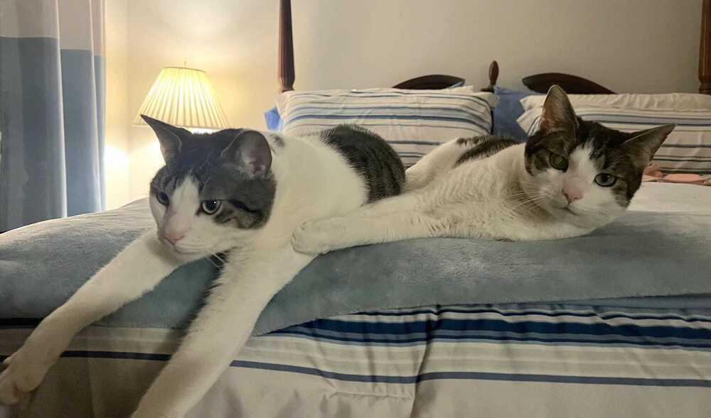 Enlarge Raki, a Adoptable mixed breed in Jessup, MD image 2/5