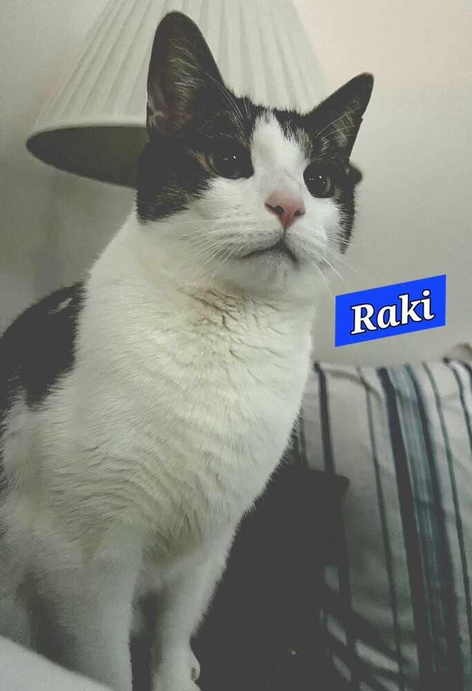 Enlarge Raki, a Adoptable mixed breed in Jessup, MD image 3/5