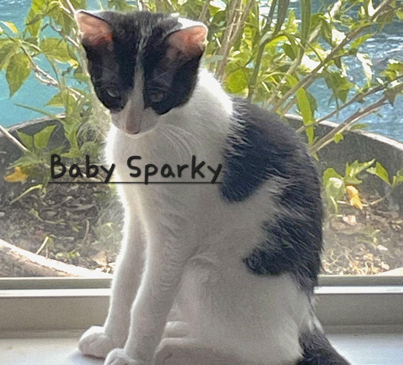 Enlarge Baby Sparky #litter-of-10, a Adoptable Domestic Short Hair in Sugar Land, TX image 2/2