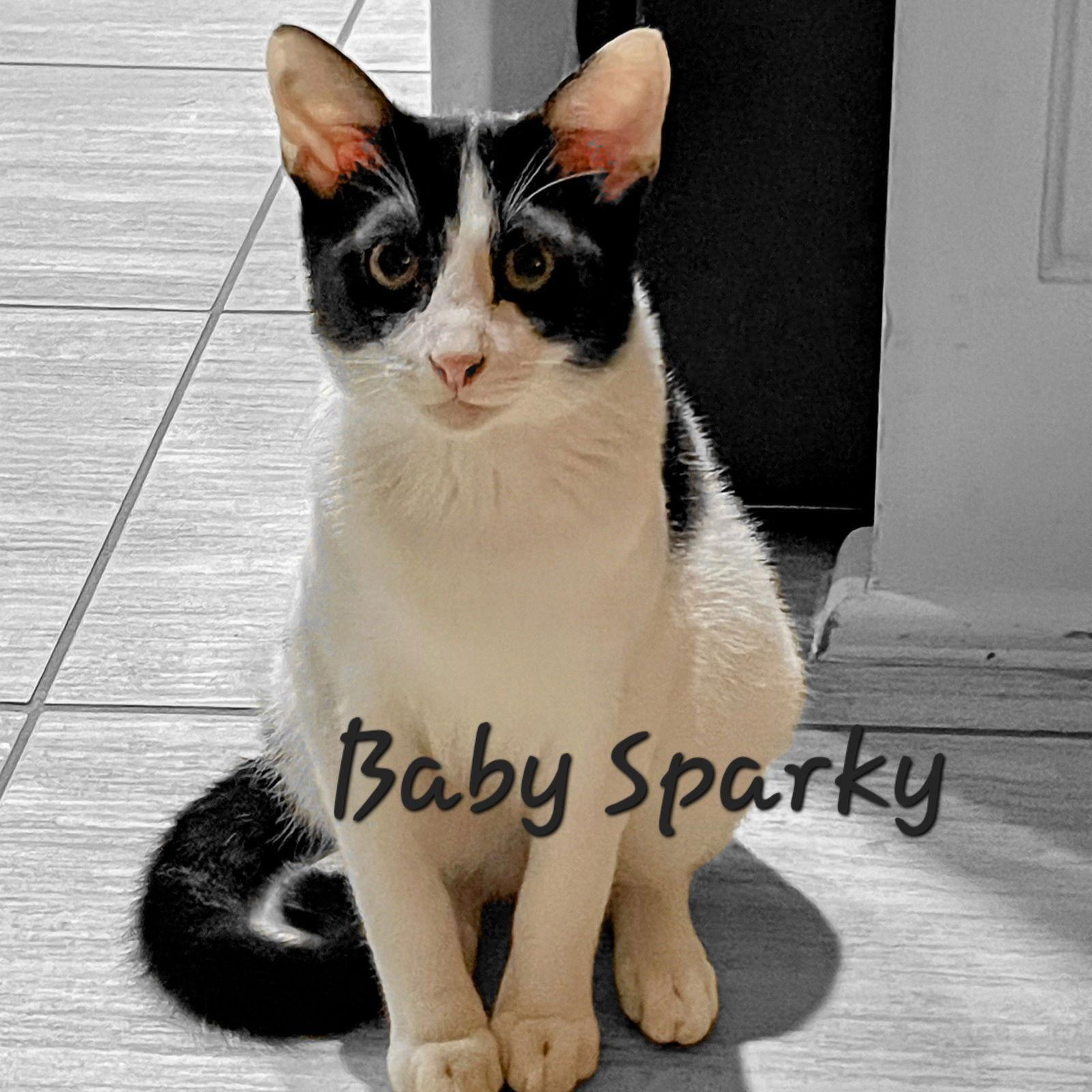 Baby Sparky #litter-of-10, Adoptable, Young Male Domestic Short Hair.