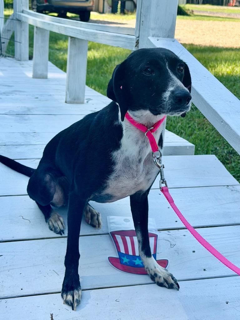 Evette, Adoptable, Young Female Coonhound.