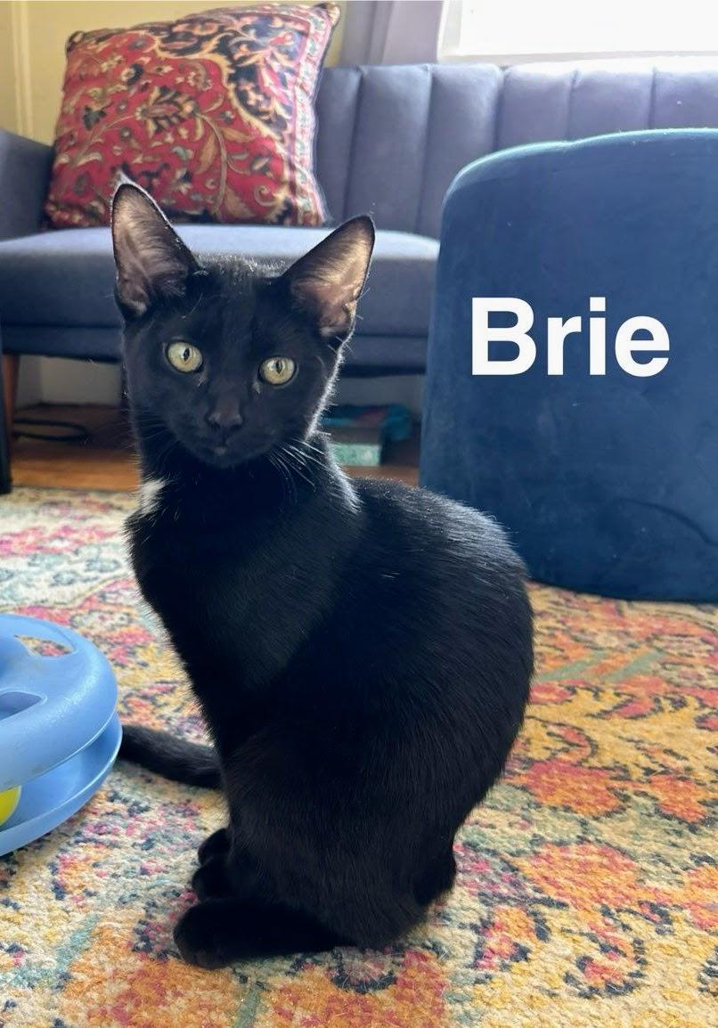 Enlarge Brie, a Adoptable Bombay in Nucla, CO image 1/1