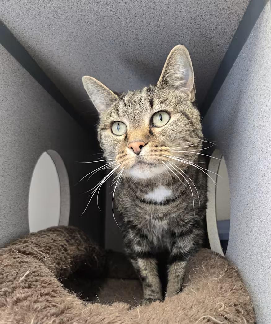 Enlarge Chloe, a Adoptable Domestic Short Hair in Gardnerville, NV image 1/1