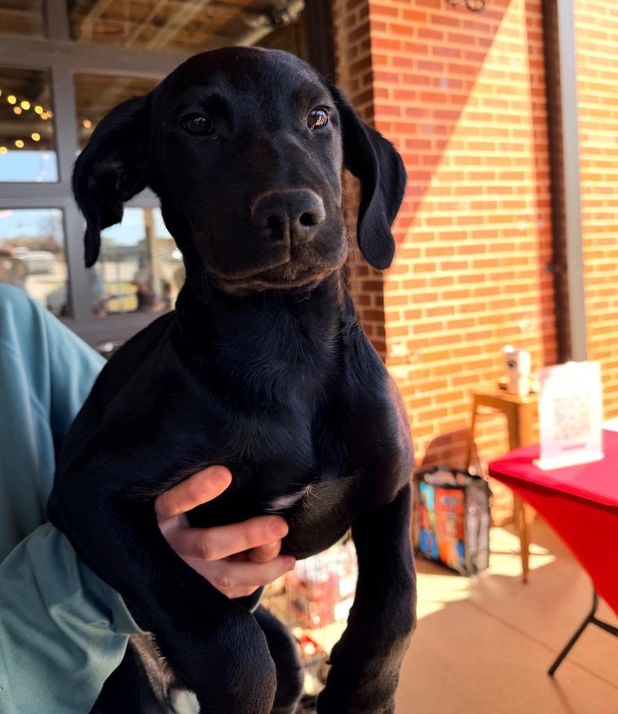 Vera, Adoptable, Puppy Female Mixed Breed.