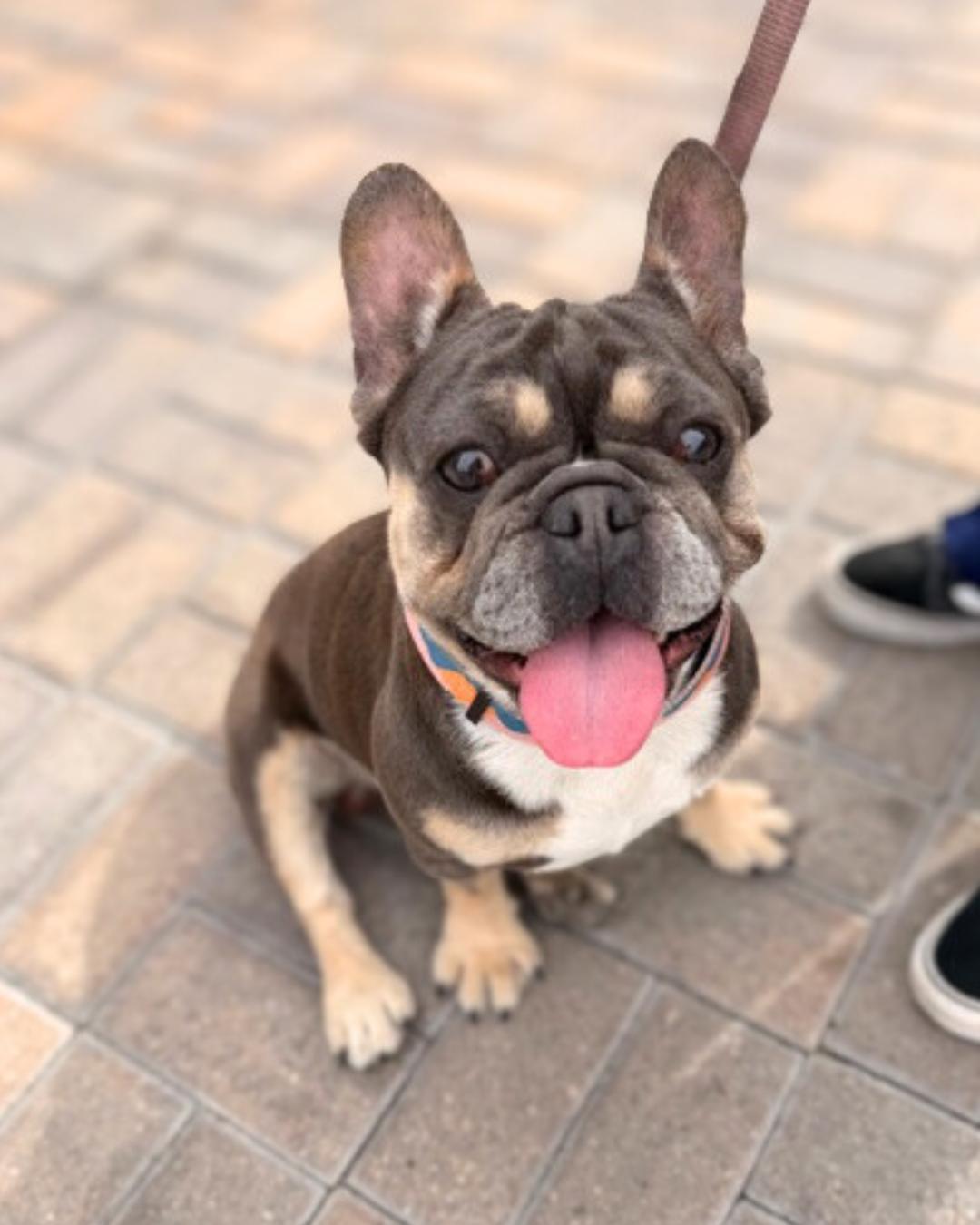 Enlarge Chester , an adopted French Bulldog in Valley Village, CA image 5/6