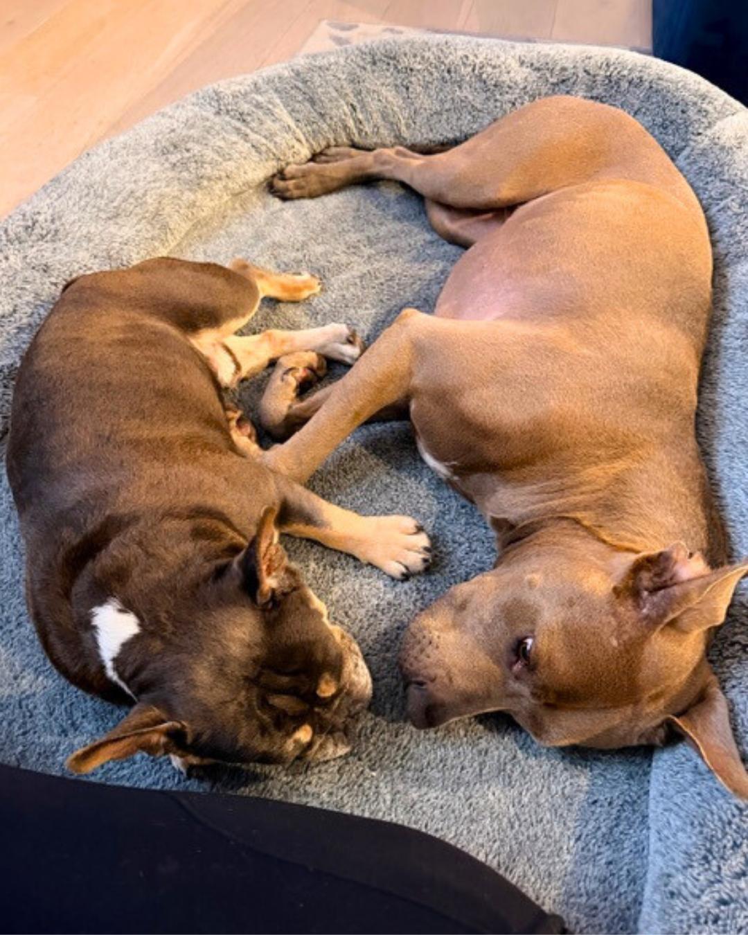 Enlarge Chester , an adopted French Bulldog in Valley Village, CA image 3/6