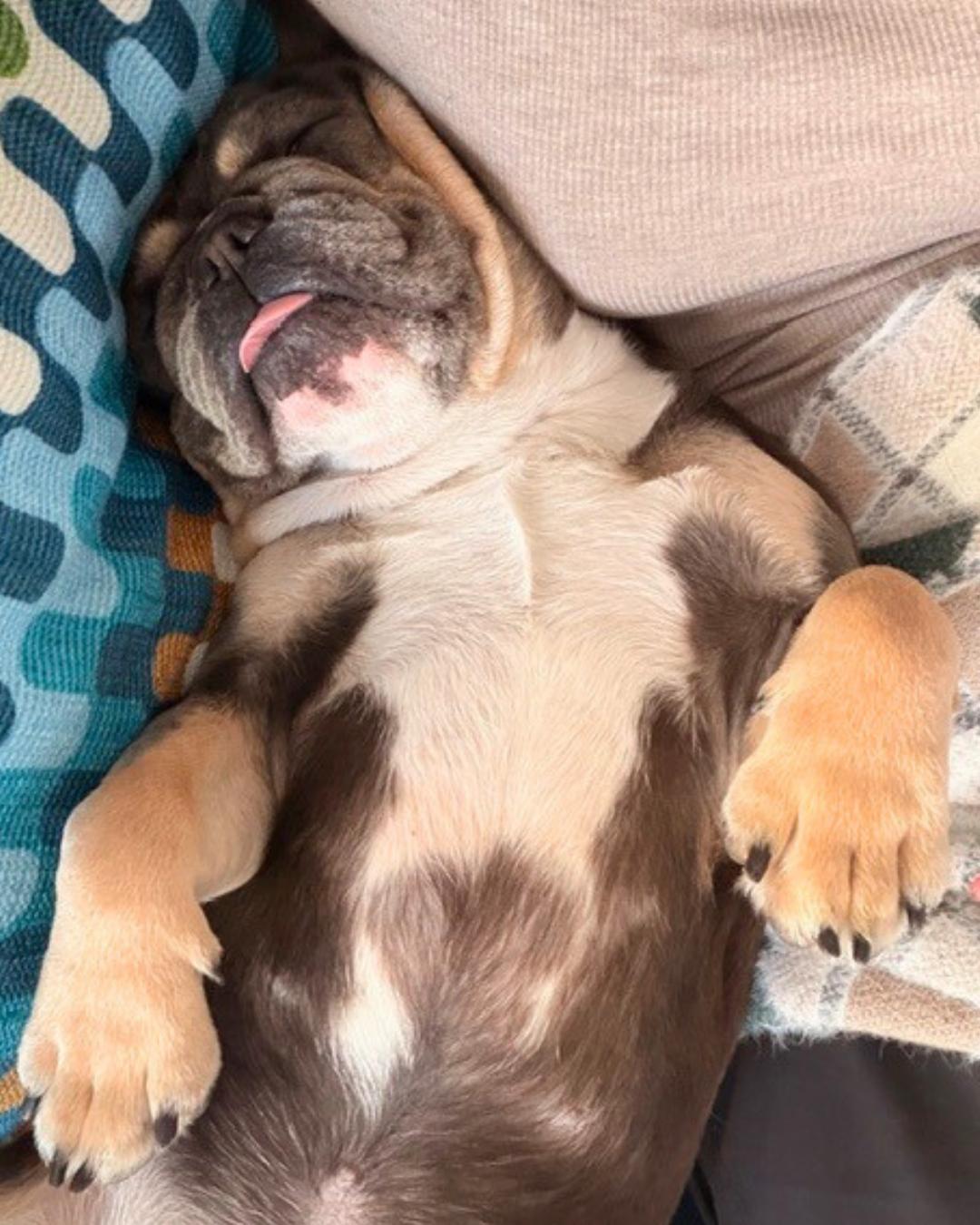 Enlarge Chester , an adopted French Bulldog in Valley Village, CA image 2/6