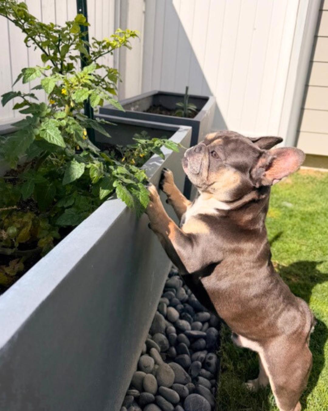 Enlarge Chester , an adopted French Bulldog in Valley Village, CA image 4/6