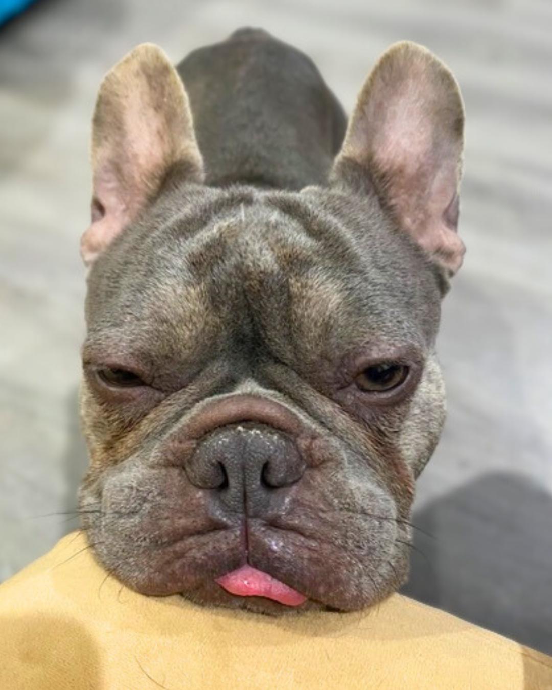 Enlarge Chester , an adopted French Bulldog in Valley Village, CA image 6/6