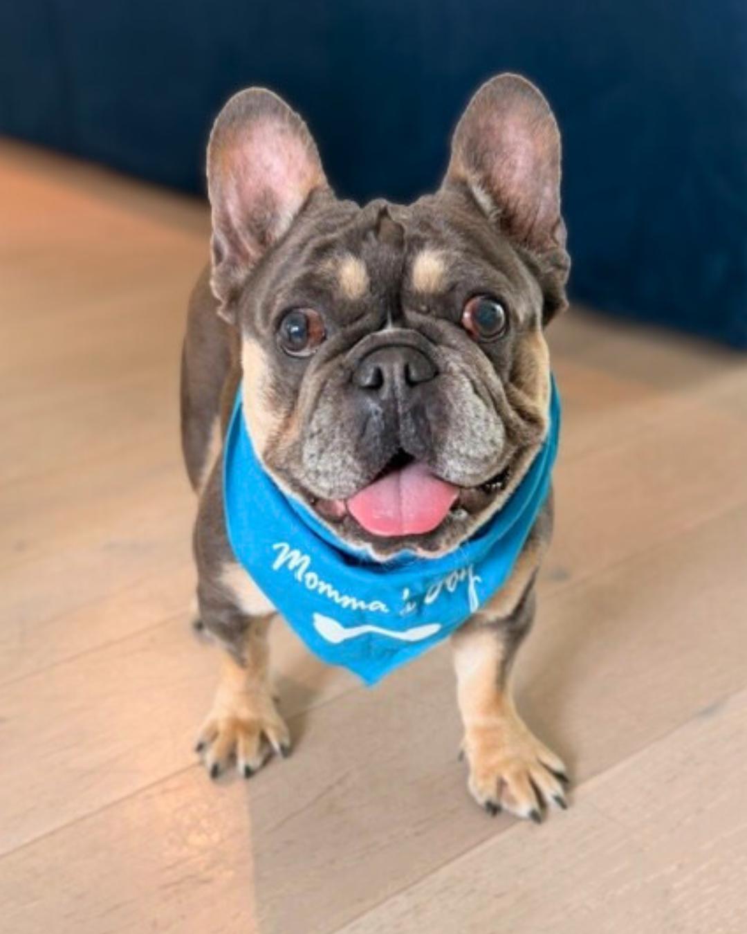 Enlarge Chester , an adopted French Bulldog in Valley Village, CA image 1/6