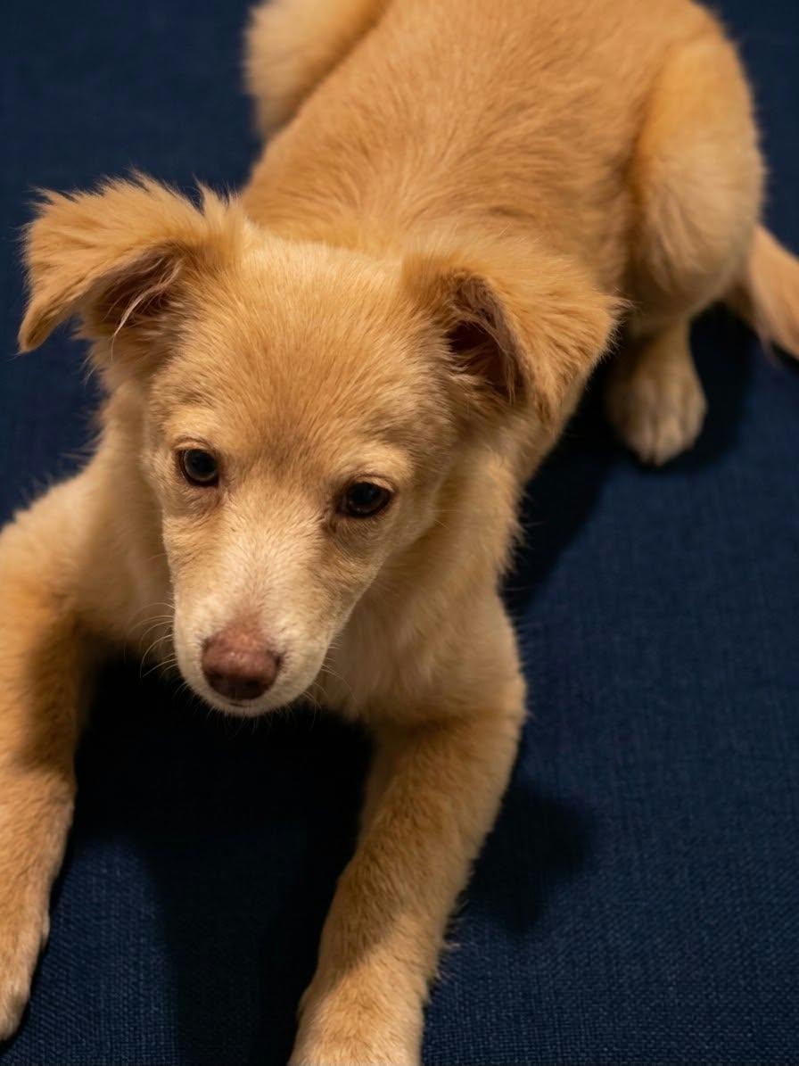 Enlarge Foxy the Pomeranian Mix, a Adopted mixed breed in Muskego, WI image 4/5