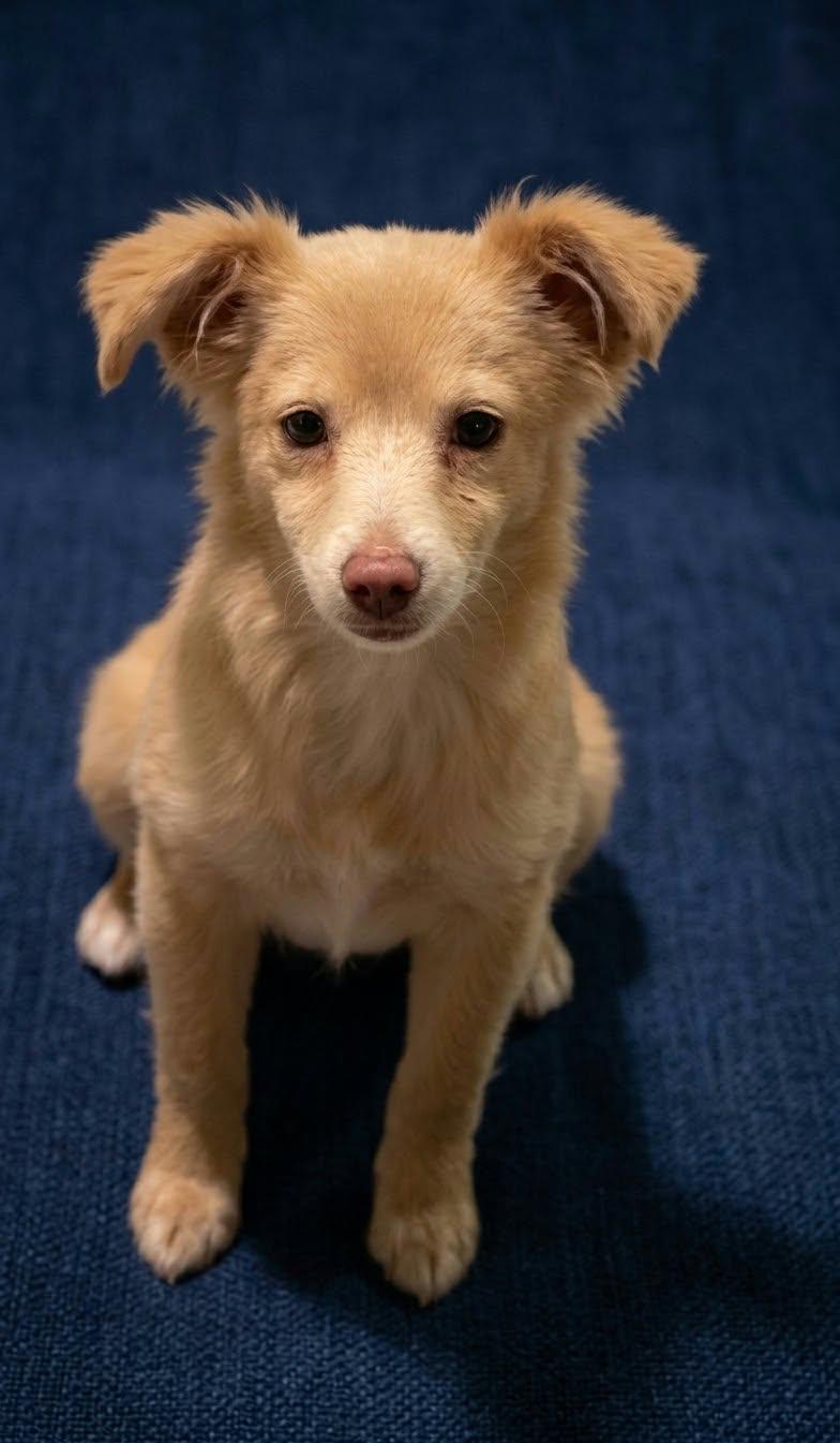 Enlarge Foxy the Pomeranian Mix, a Adopted mixed breed in Muskego, WI image 2/5