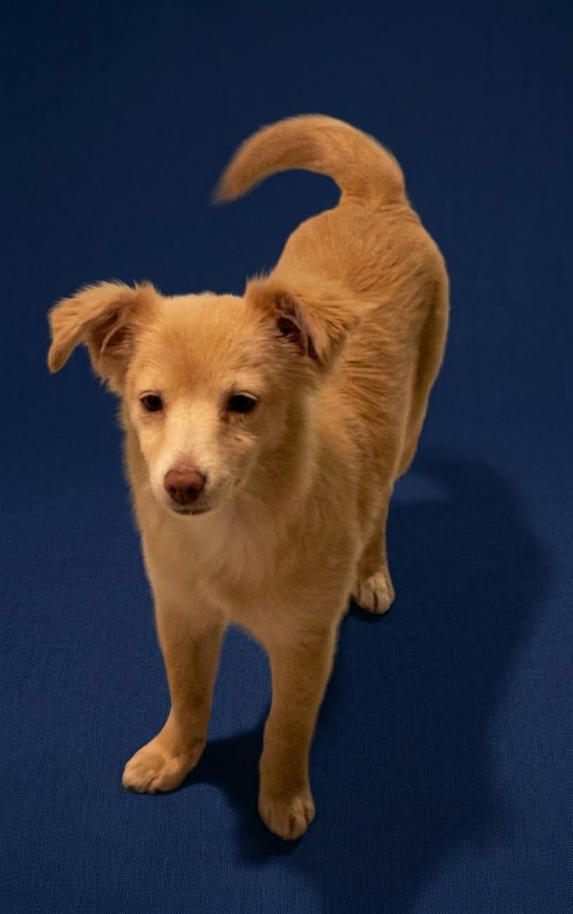 Enlarge Foxy the Pomeranian Mix, a Adopted mixed breed in Muskego, WI image 3/5