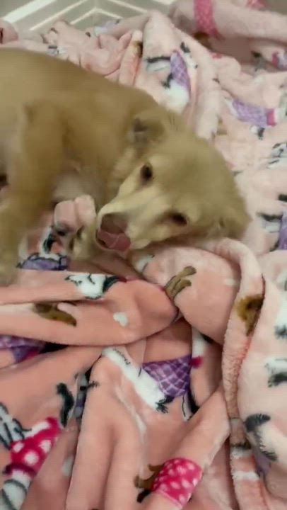 Enlarge Foxy the Pomeranian Mix, a Adopted mixed breed in Muskego, WI video 5/5