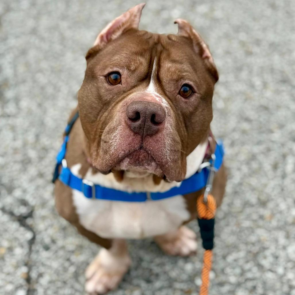 Tank, Adoptable, Adult Male Mixed Breed.