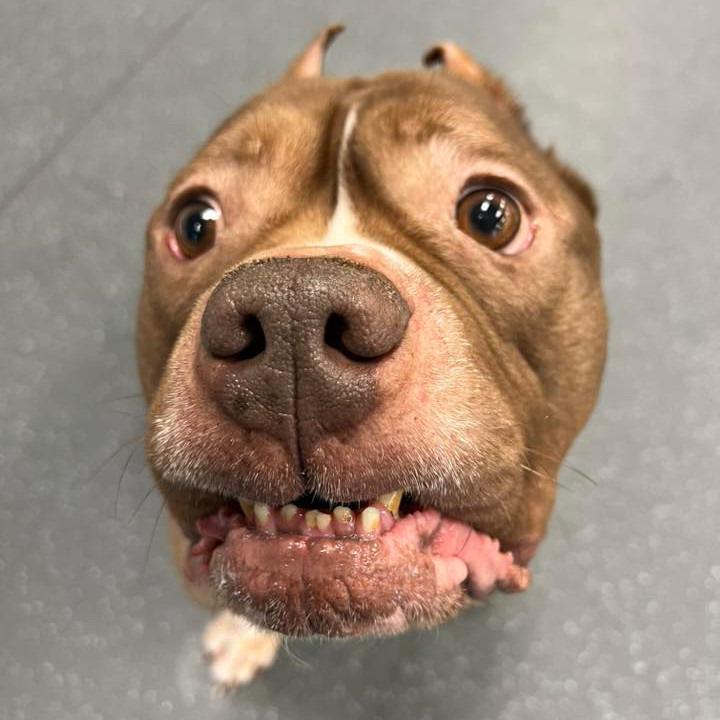Enlarge Tank, a Adoptable Mixed Breed in Pittsburgh, PA image 4/6