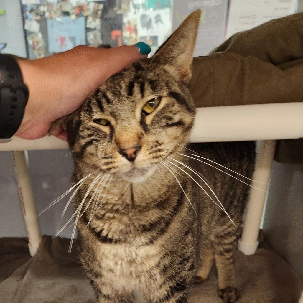 Levi-Foster, Adoptable, Adult Male Domestic Short Hair.