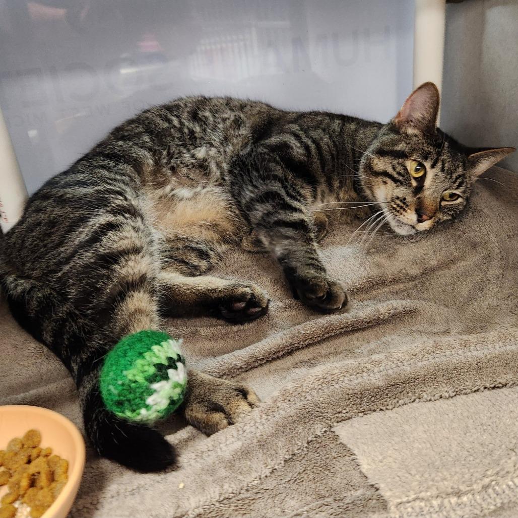 Enlarge Levi-Foster, a Adoptable Domestic Short Hair in Grand Rapids, MI image 2/6