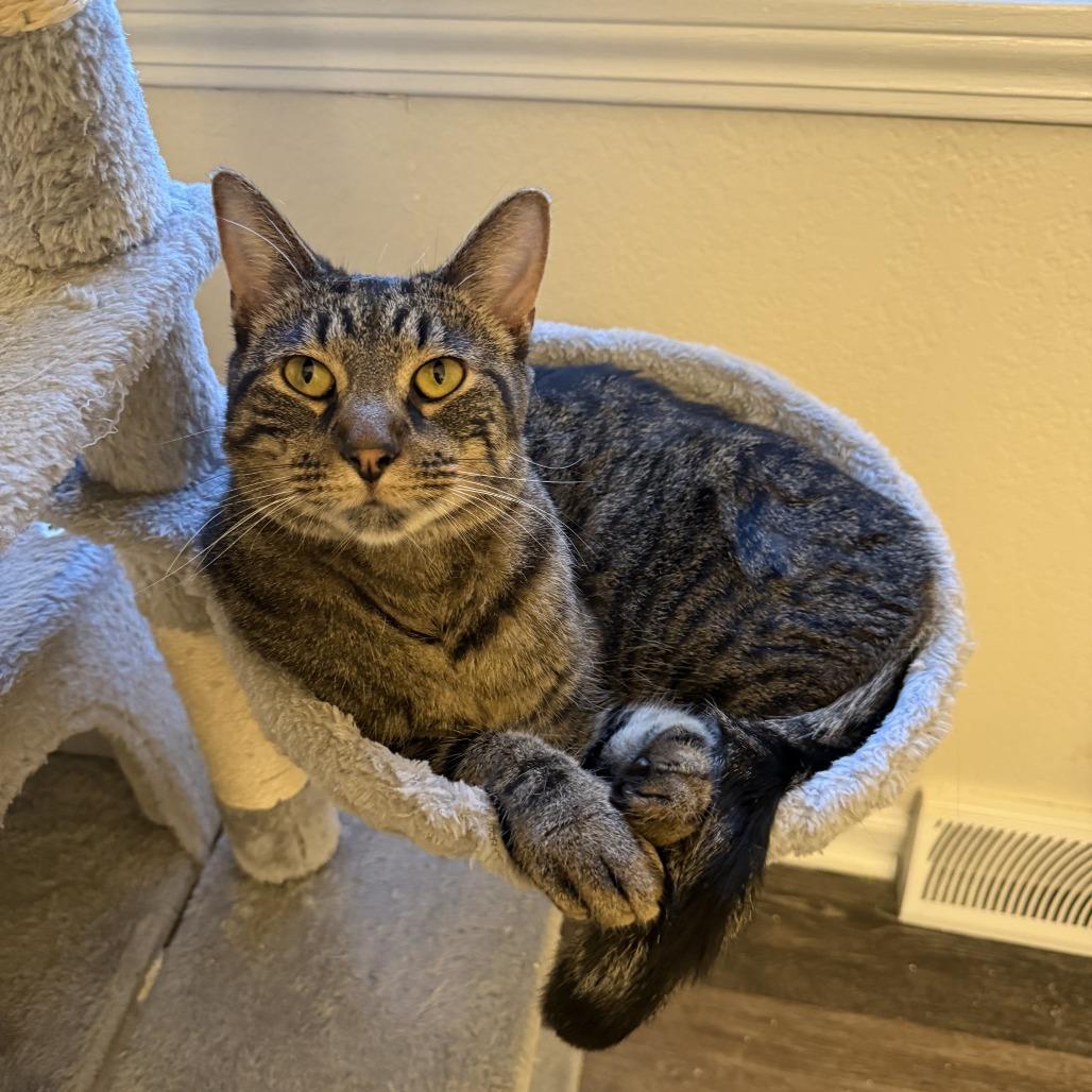 Enlarge Levi-Foster, a Adoptable Domestic Short Hair in Grand Rapids, MI image 4/6