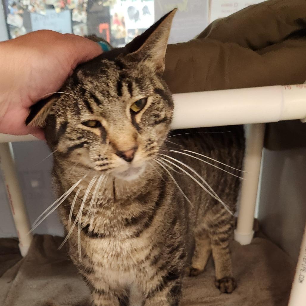 Enlarge Levi-Foster, a Adoptable Domestic Short Hair in Grand Rapids, MI image 6/6