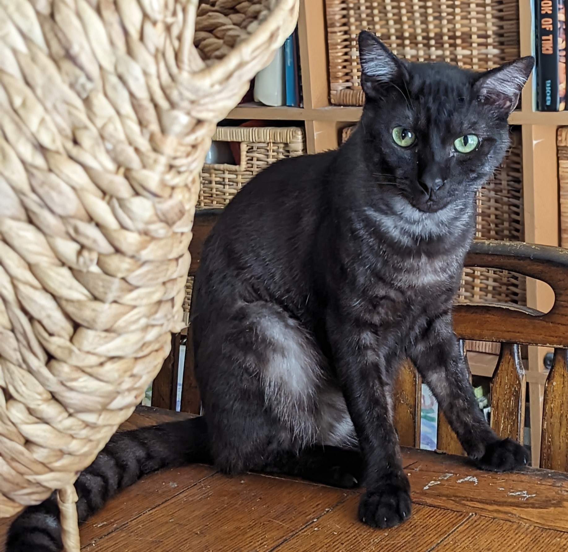 Enlarge Bixby, a Adoptable Domestic Short Hair in San Diego, CA image 1/6