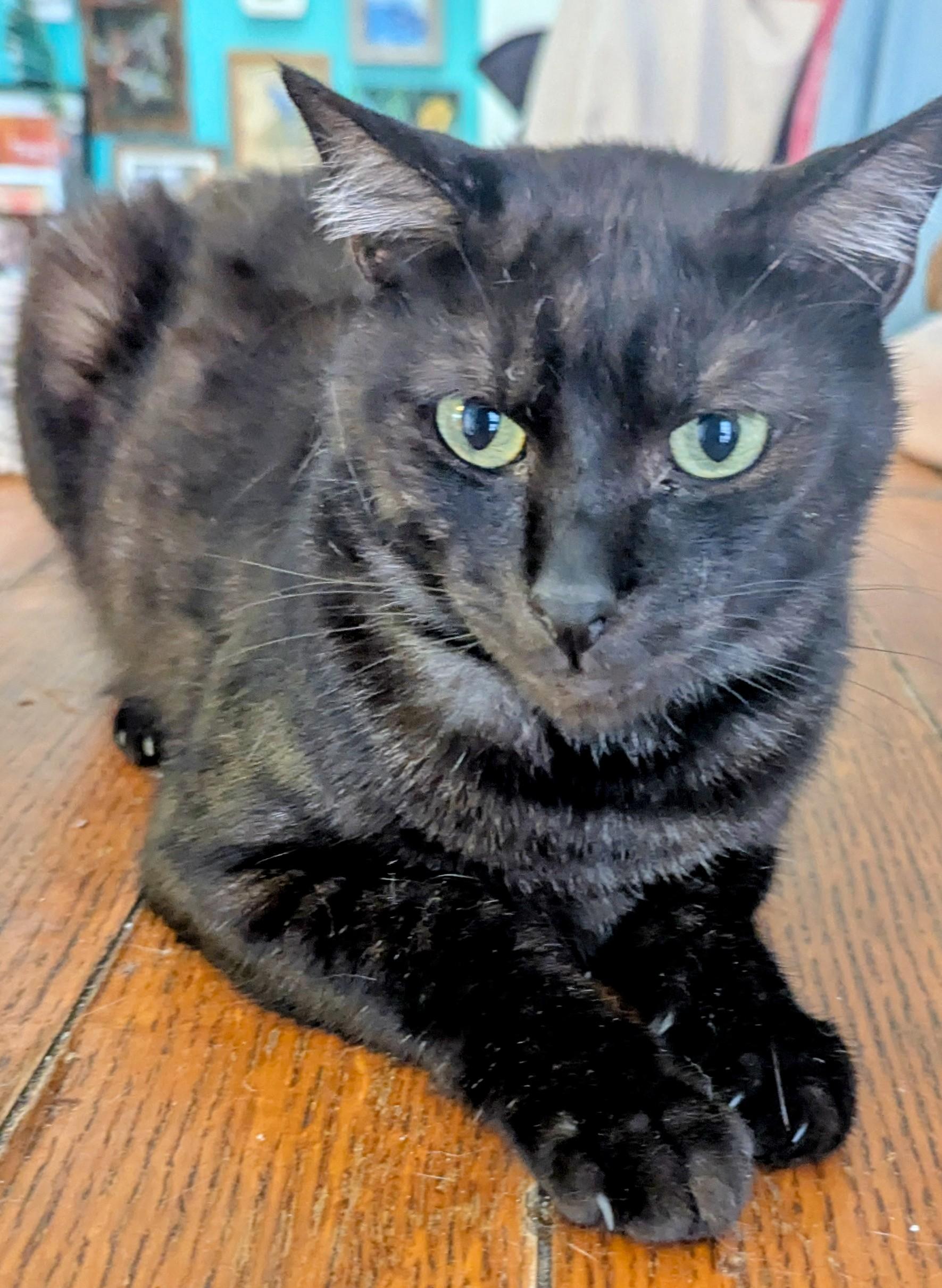 Enlarge Bixby, a Adoptable Domestic Short Hair in San Diego, CA image 2/6