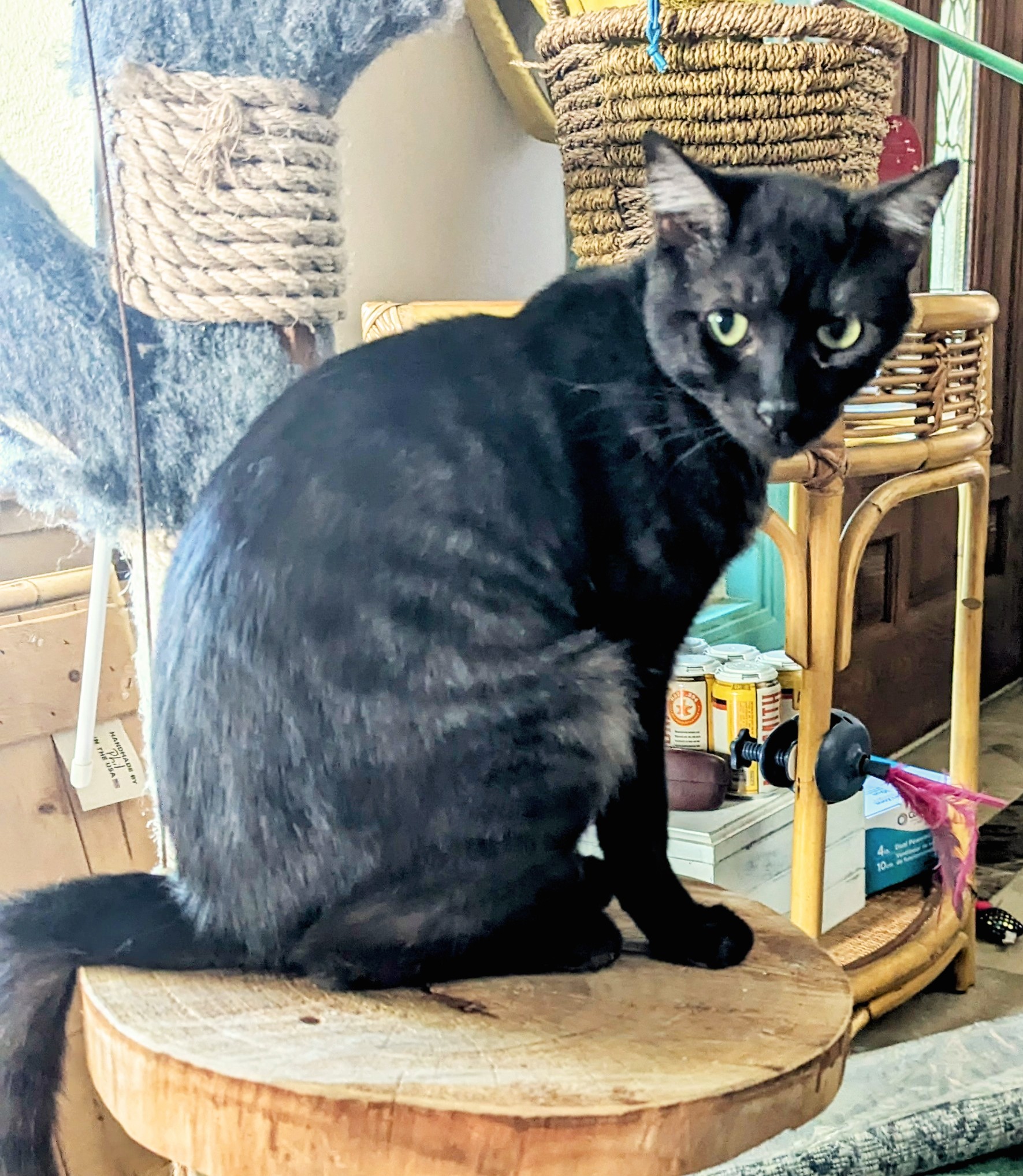 Enlarge Bixby, a Adoptable Domestic Short Hair in San Diego, CA image 3/6